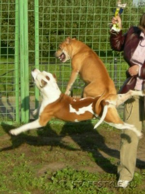 amstaff_20.jpg