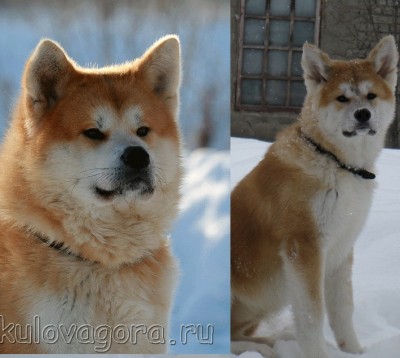 Это наш папа Лавр Де Дис Юрс и Акира. Похожи?